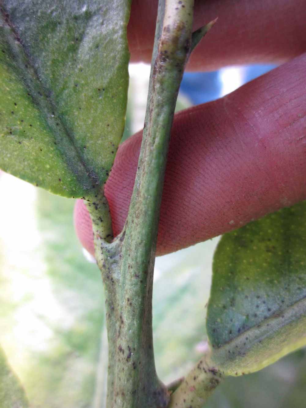              First year twig (Todo del Ano, Winter Haven, FL)       